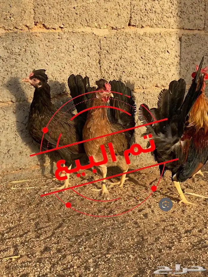 دجاج افرق عربي 0