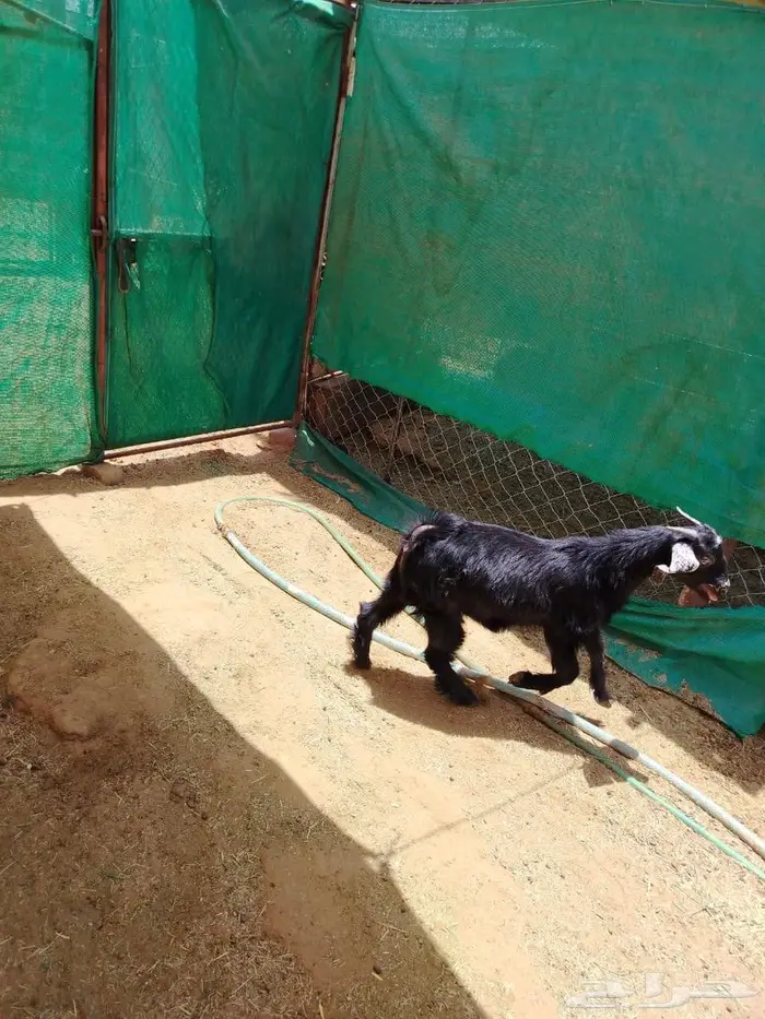 تيس كفووو لحم وشحم 0