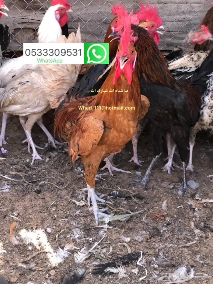 ديوك عمر 7 شهور عنيزة 11