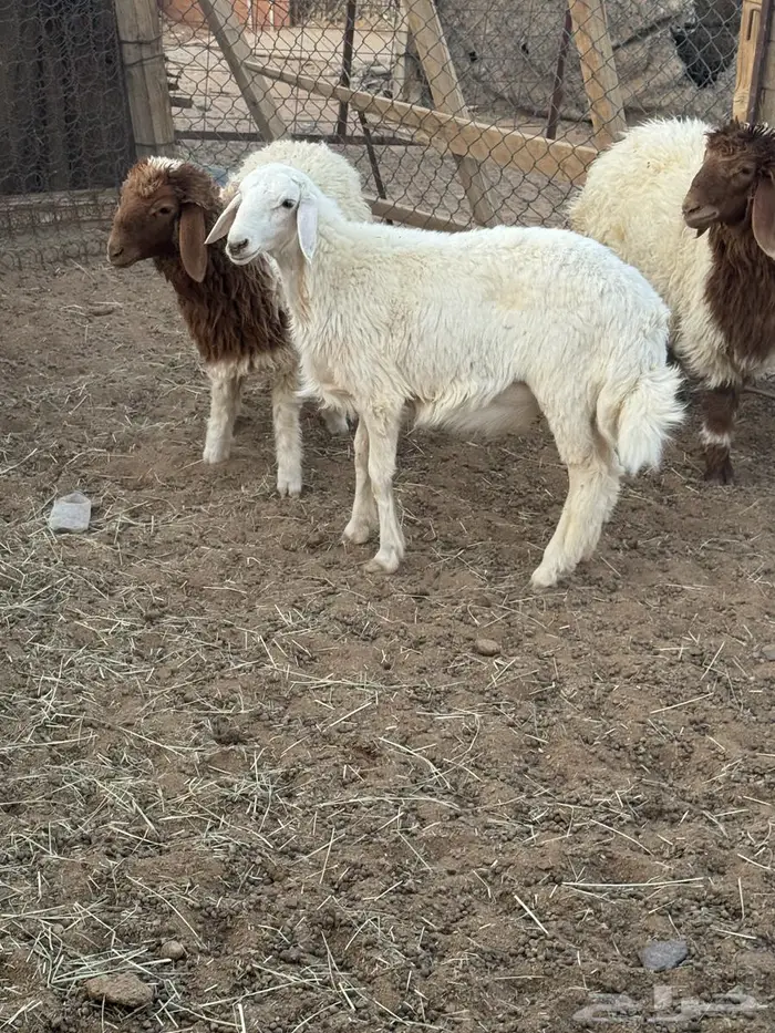 ذبايح نعيمي و حري 2