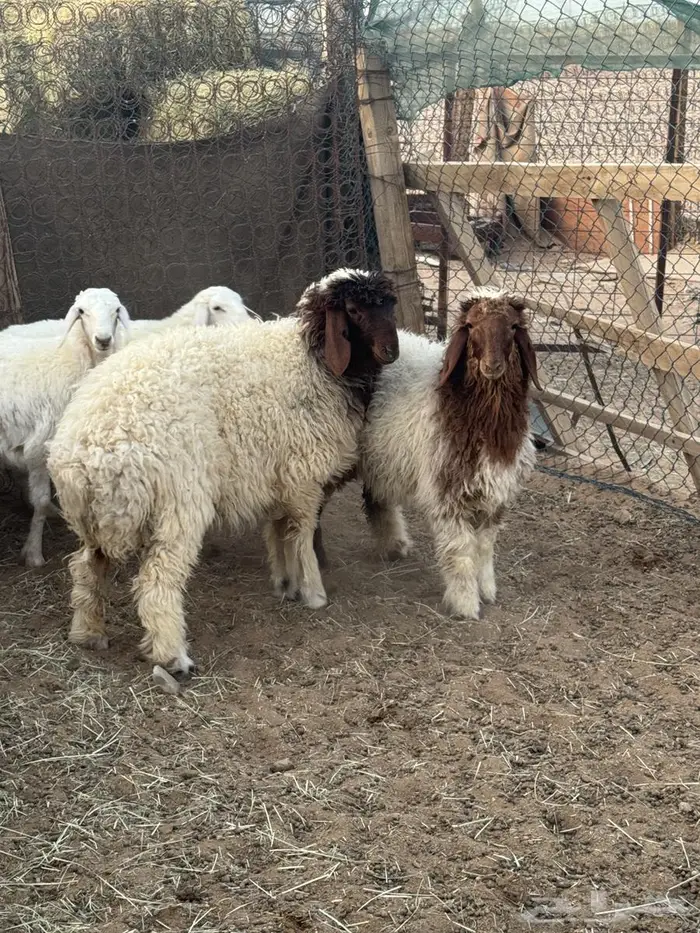 ذبايح نعيمي و حري 5