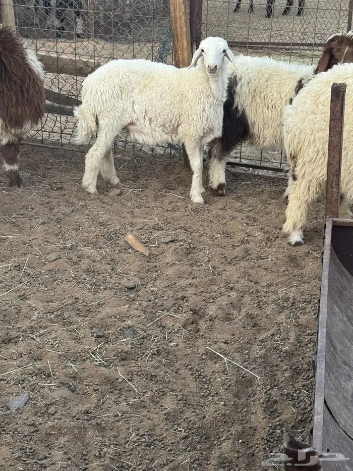 ذبايح نعيمي و حري 1