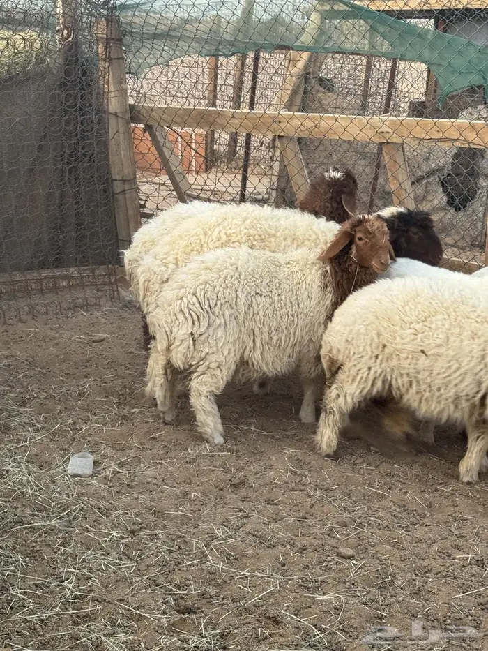 ذبايح نعيمي و حري 3