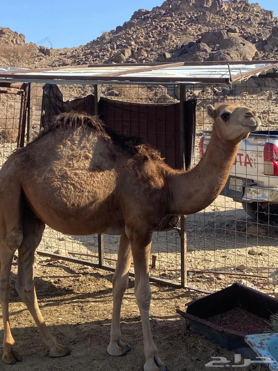قعود للبيع 0