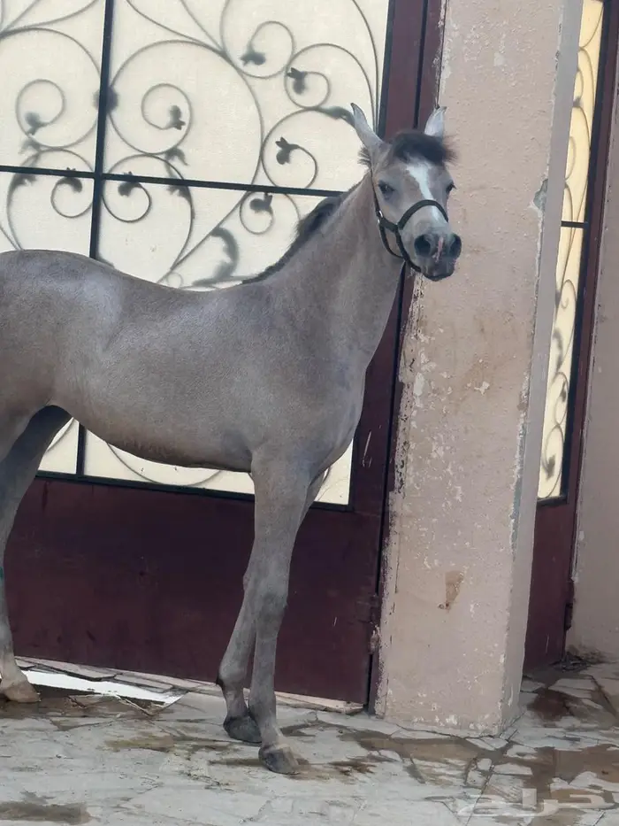 مهره شيخه 0