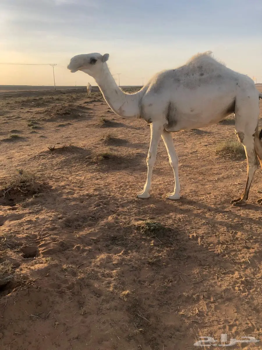 بكره عليه وسم الطهيمي حقه 2