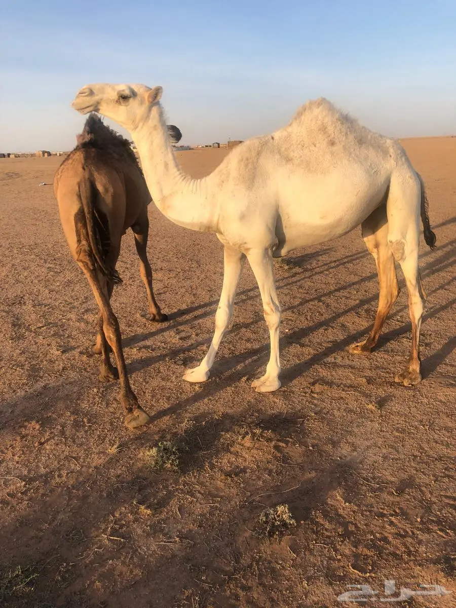 بكره عليه وسم الطهيمي حقه 3
