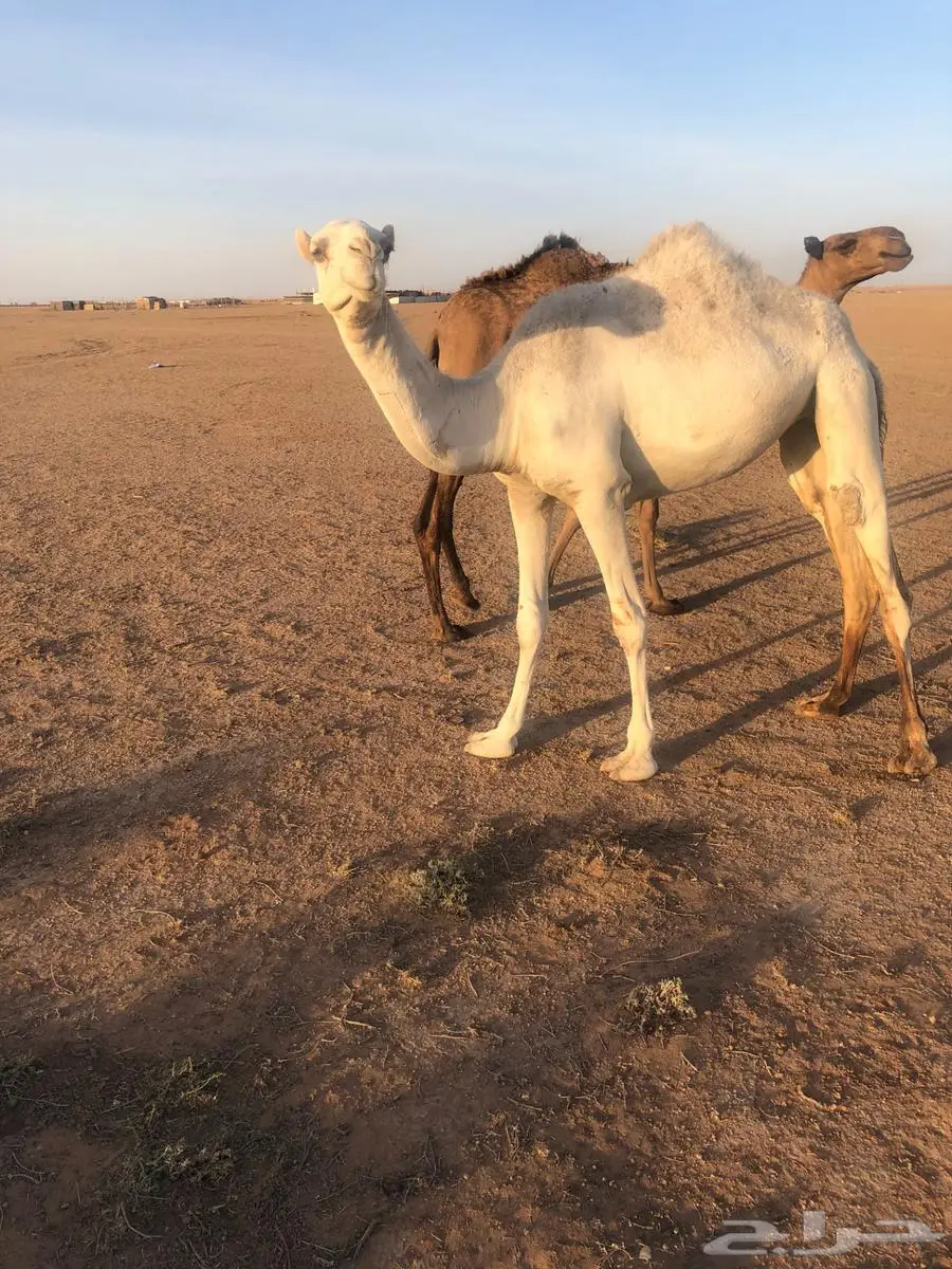 بكره عليه وسم الطهيمي حقه 4