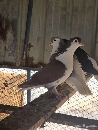 للبيع حمام لاهوري شيرازي 8