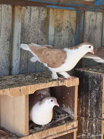 للبيع حمام لاهوري شيرازي 4