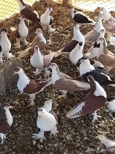 للبيع حمام لاهوري شيرازي 11