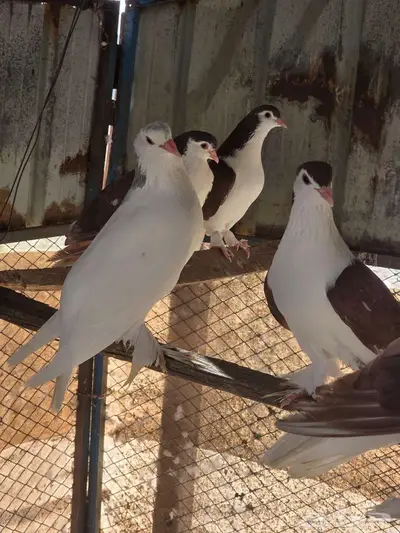 للبيع حمام لاهوري شيرازي 9