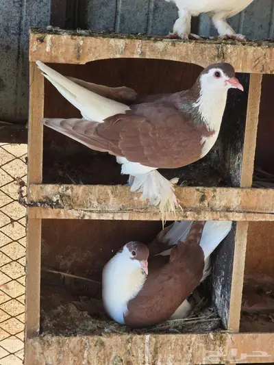 للبيع حمام لاهوري شيرازي 3