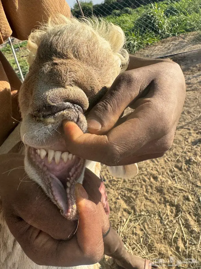 شياه سواكن 0