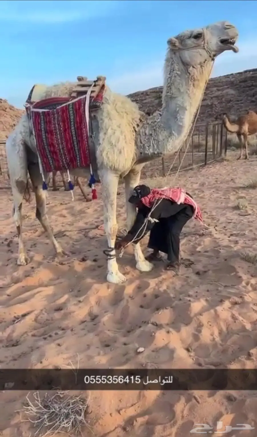 رحول ابل وضحا 0