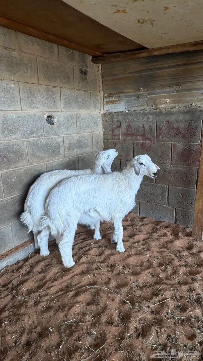 العبدالله لبيع الذبايح 3