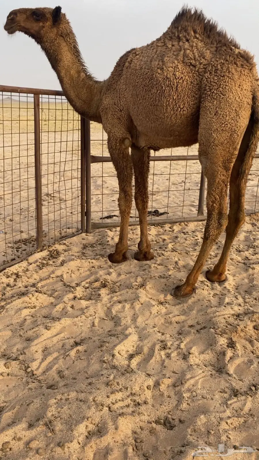 اربع بكار ثنتين صفر وثنتين شعل 0