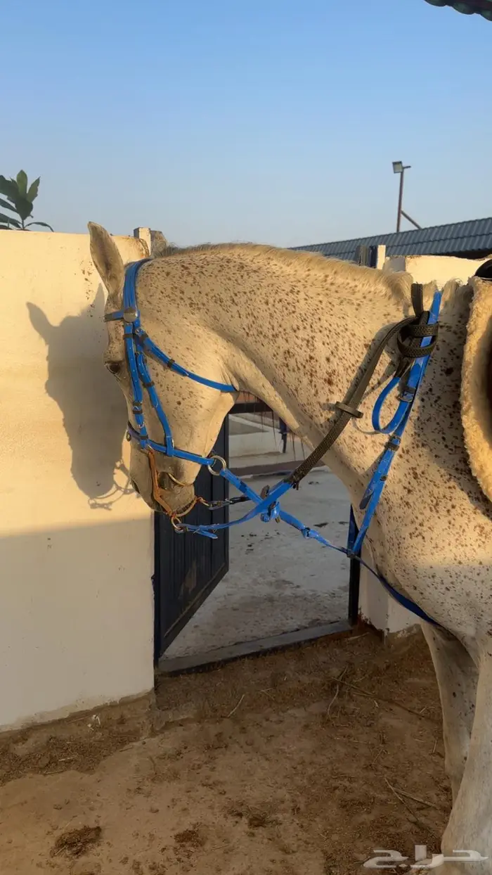 خيل شعبي للبيع 0