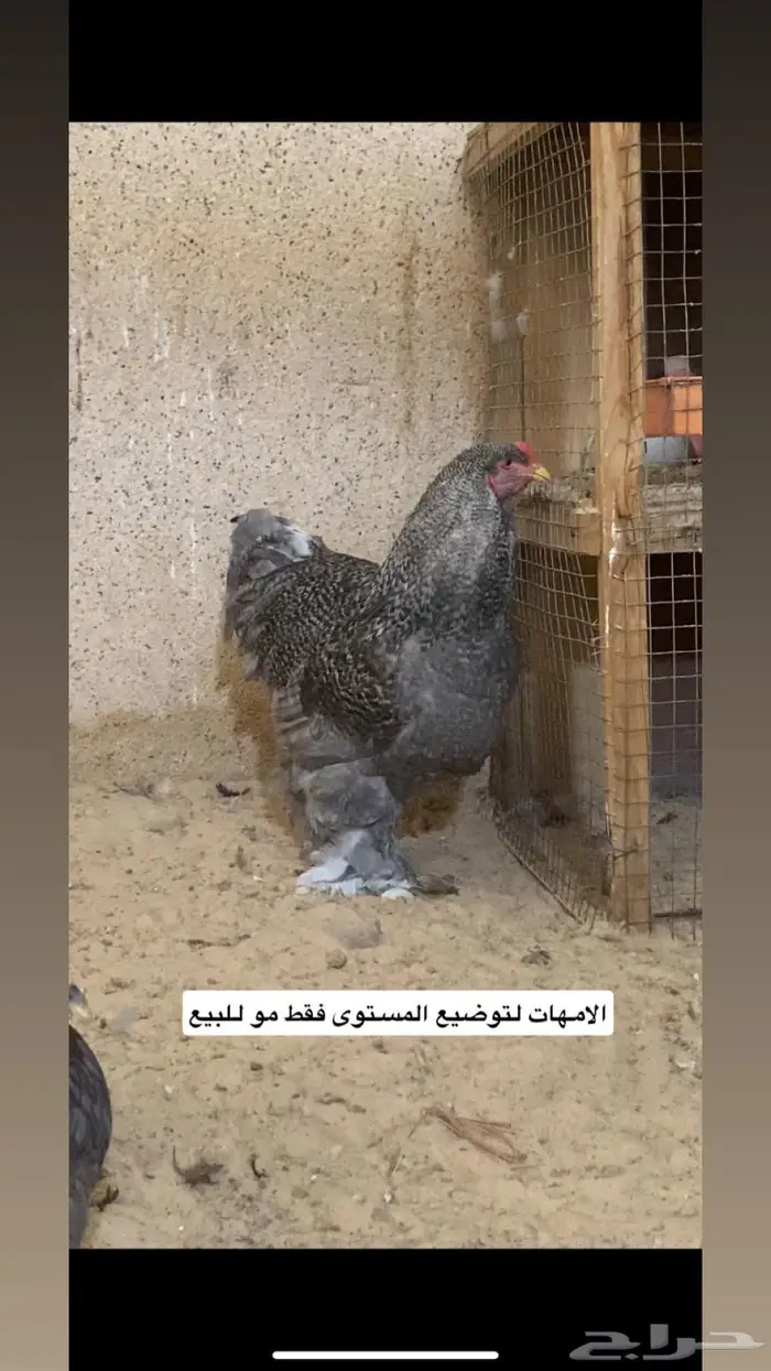 للبيع صيصان براهما امريكي 16