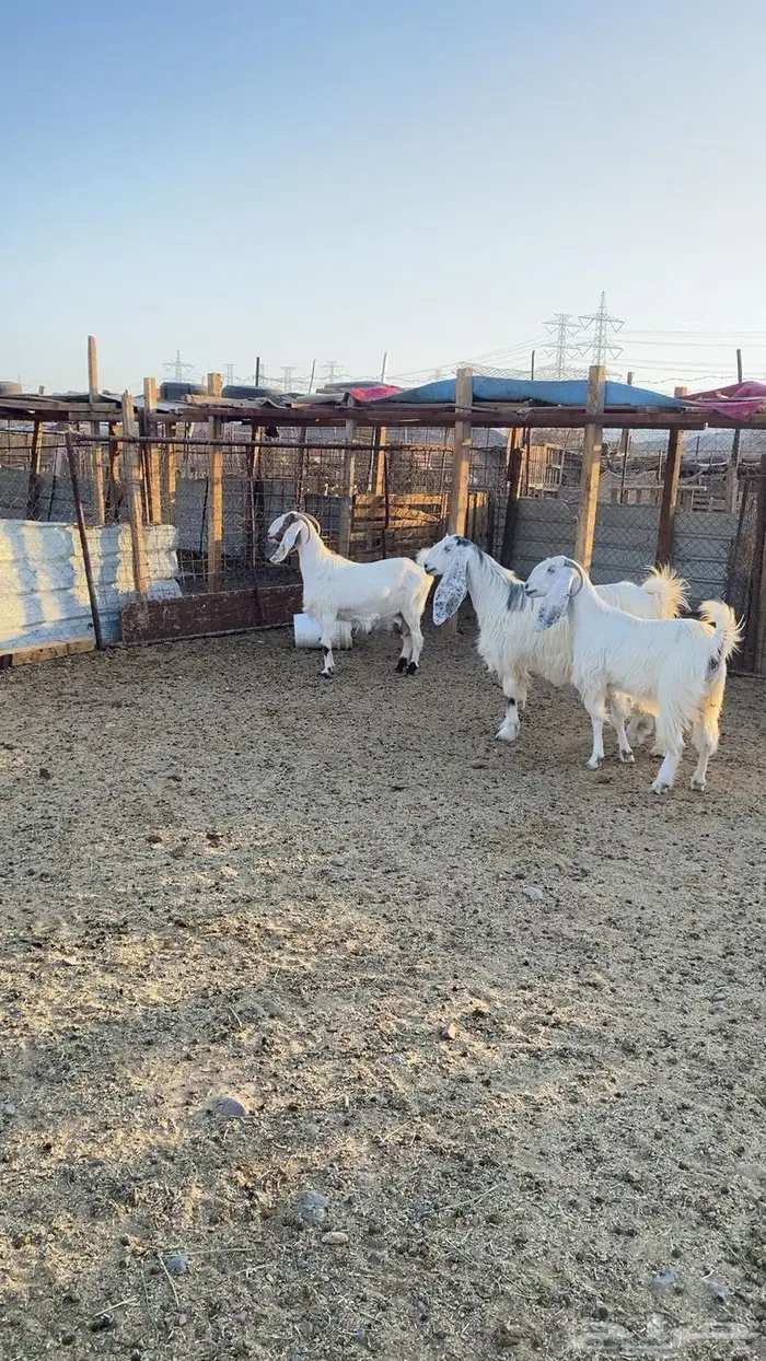 معزة طيبة وفا خرة صنف ما شاء الله 0
