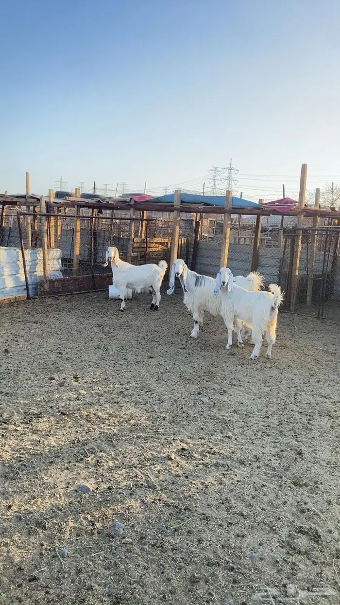 معزة طيبة وفا خرة صنف ما شاء الله 2
