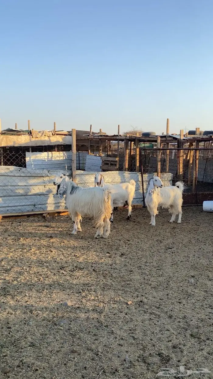 معزة طيبة وفا خرة صنف ما شاء الله 3
