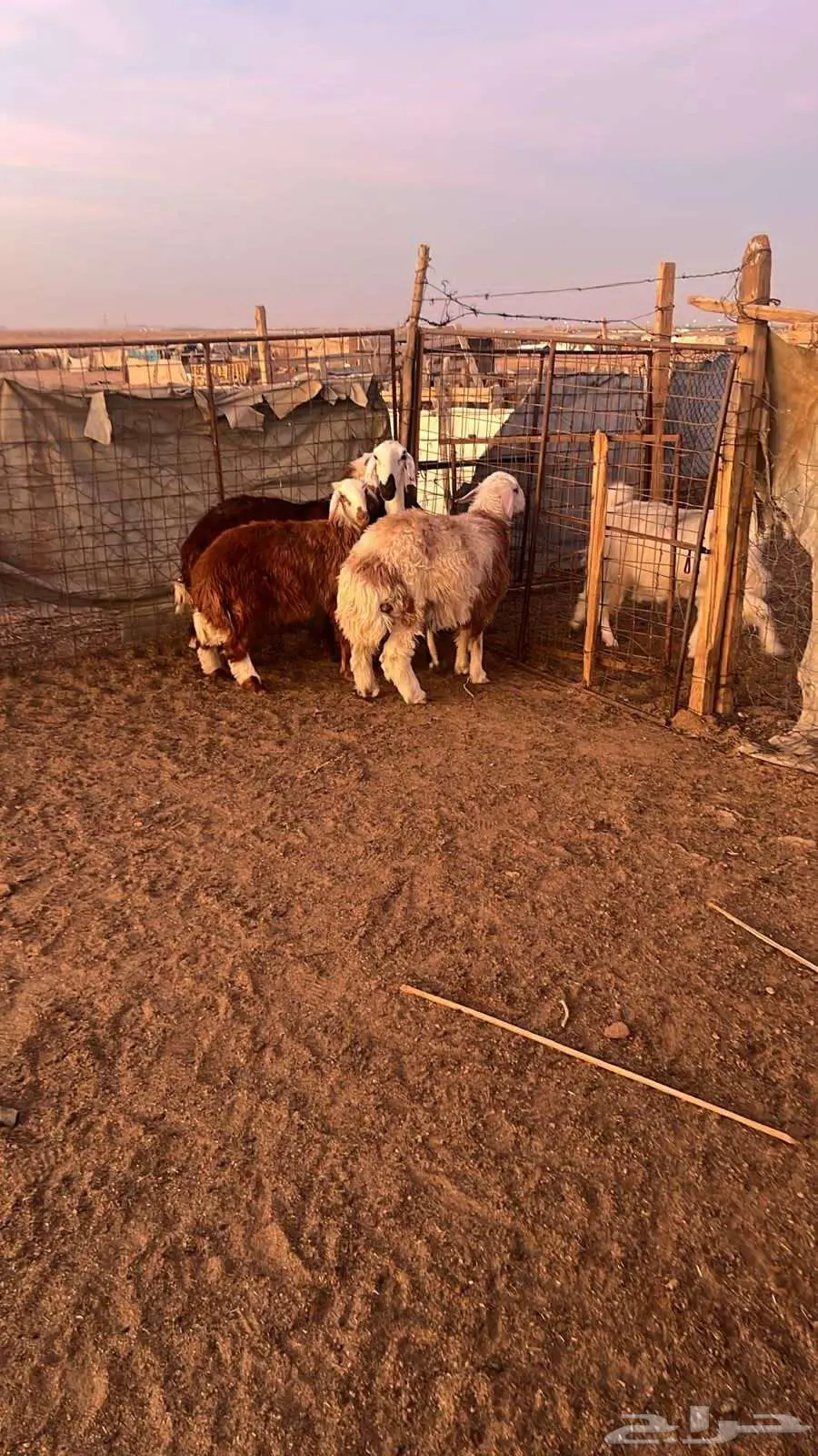 خرفان للبيع 2