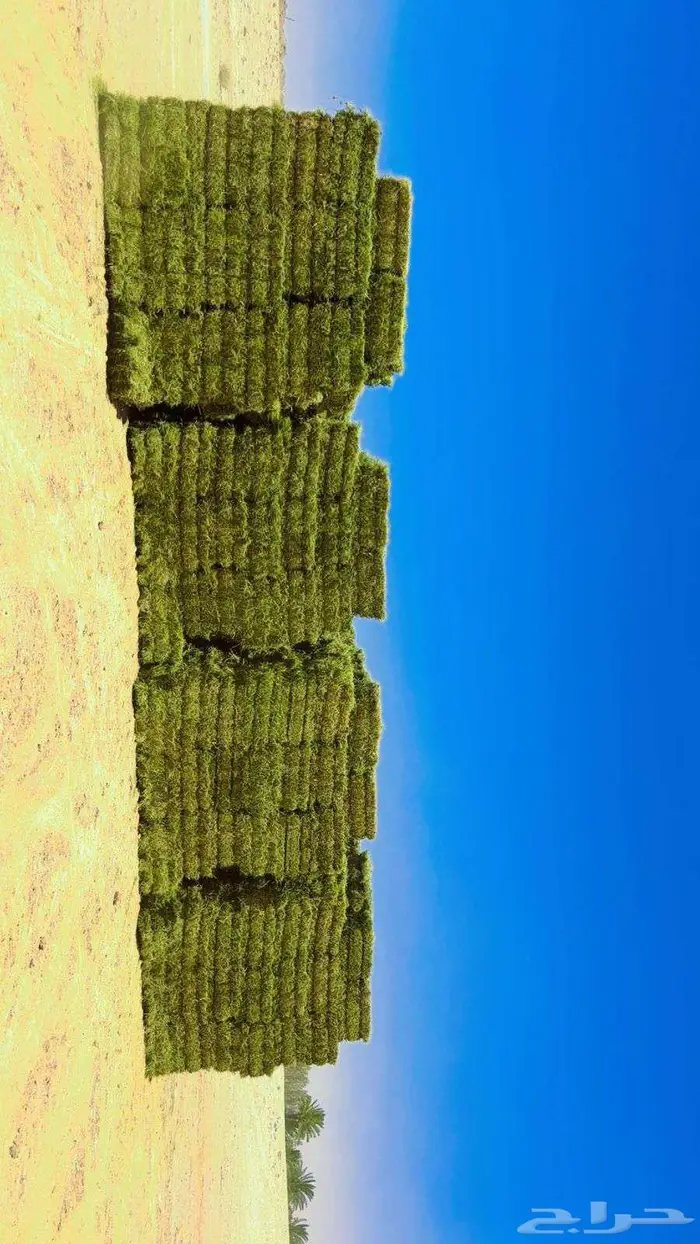 برسيم صافي 0