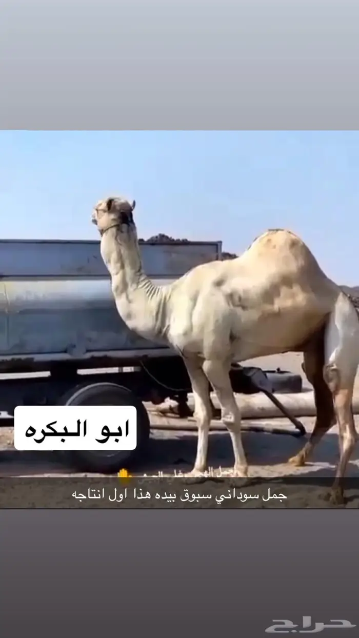 هجن للبيع 1