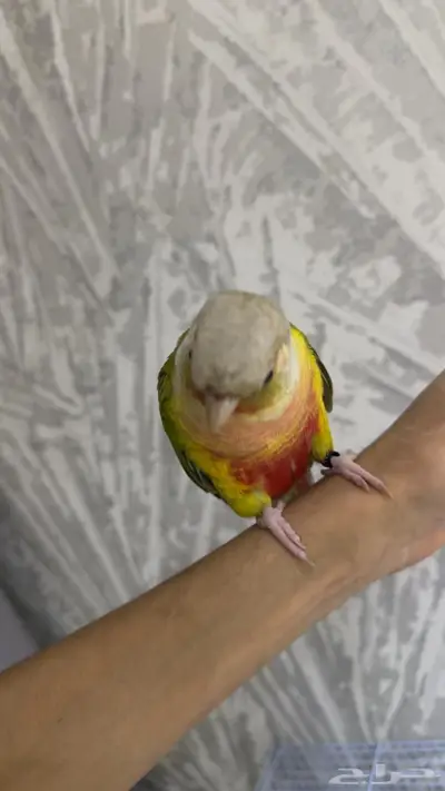 كنيور اناناس ذكر عمر سنه 2