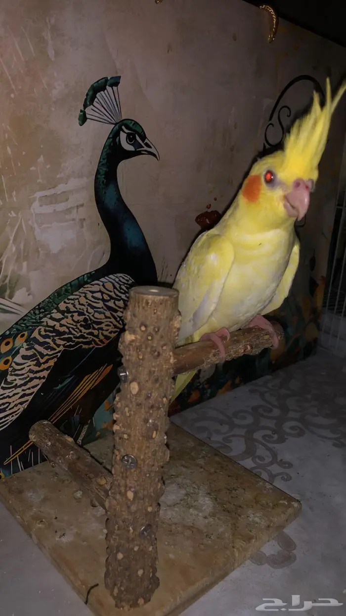 كروانات اليفه 0