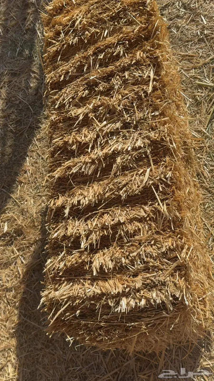 للبيع علف تبن قمح 1
