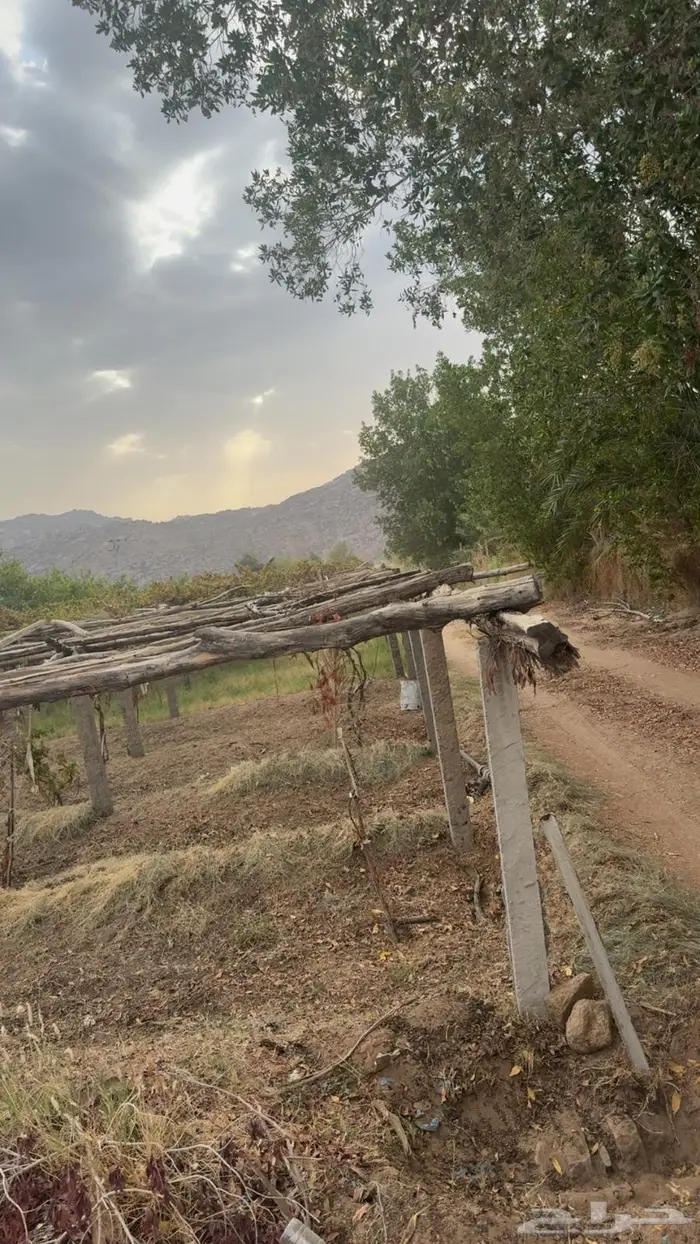 عنب وركايز عنب 0