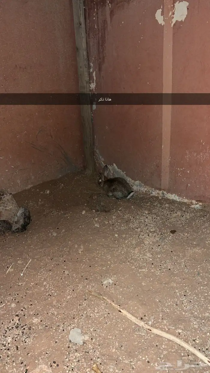 أرانب بلدية 5