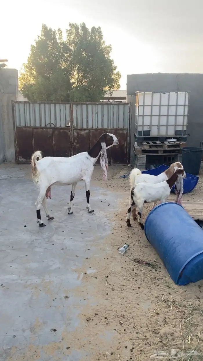 عنز صنف 1