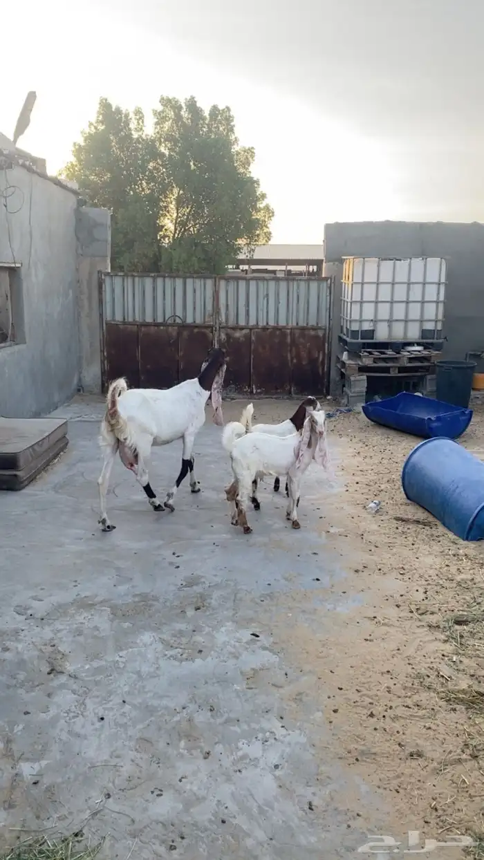 عنز صنف 0