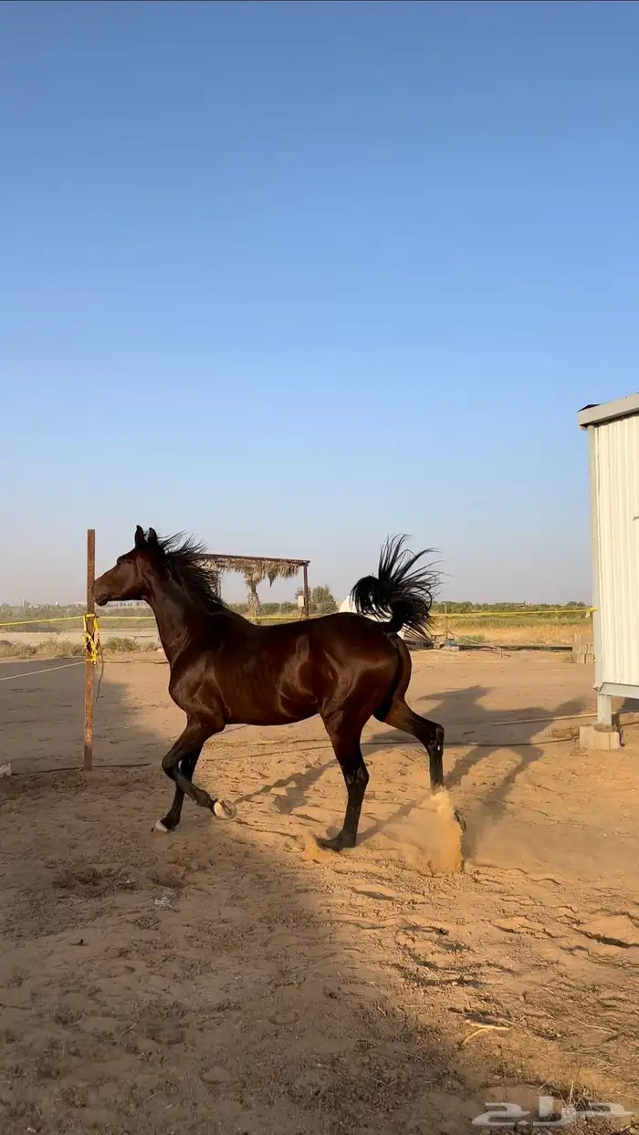حصان شعبي 3