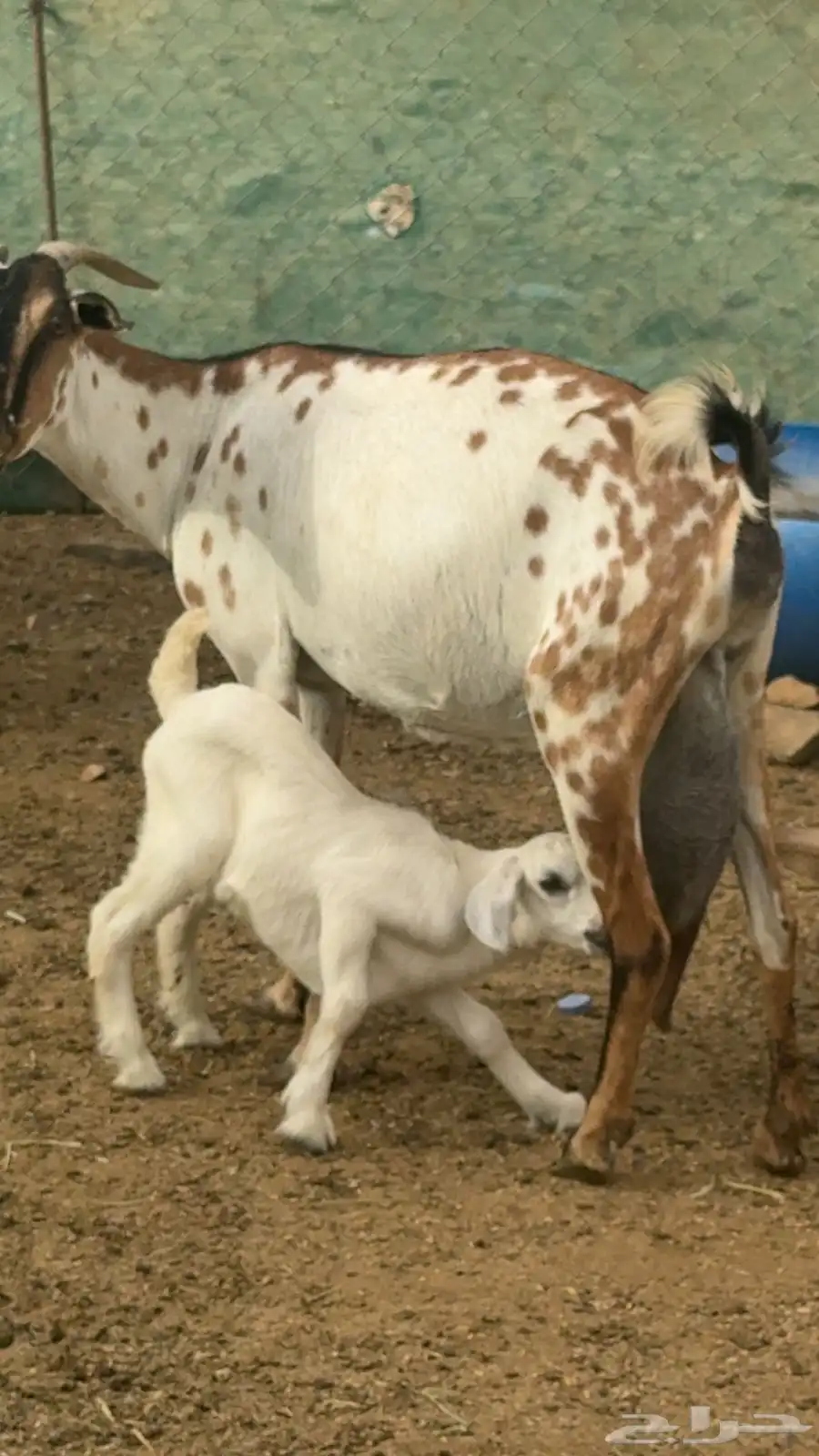 للبيع ماعز مواليد 9