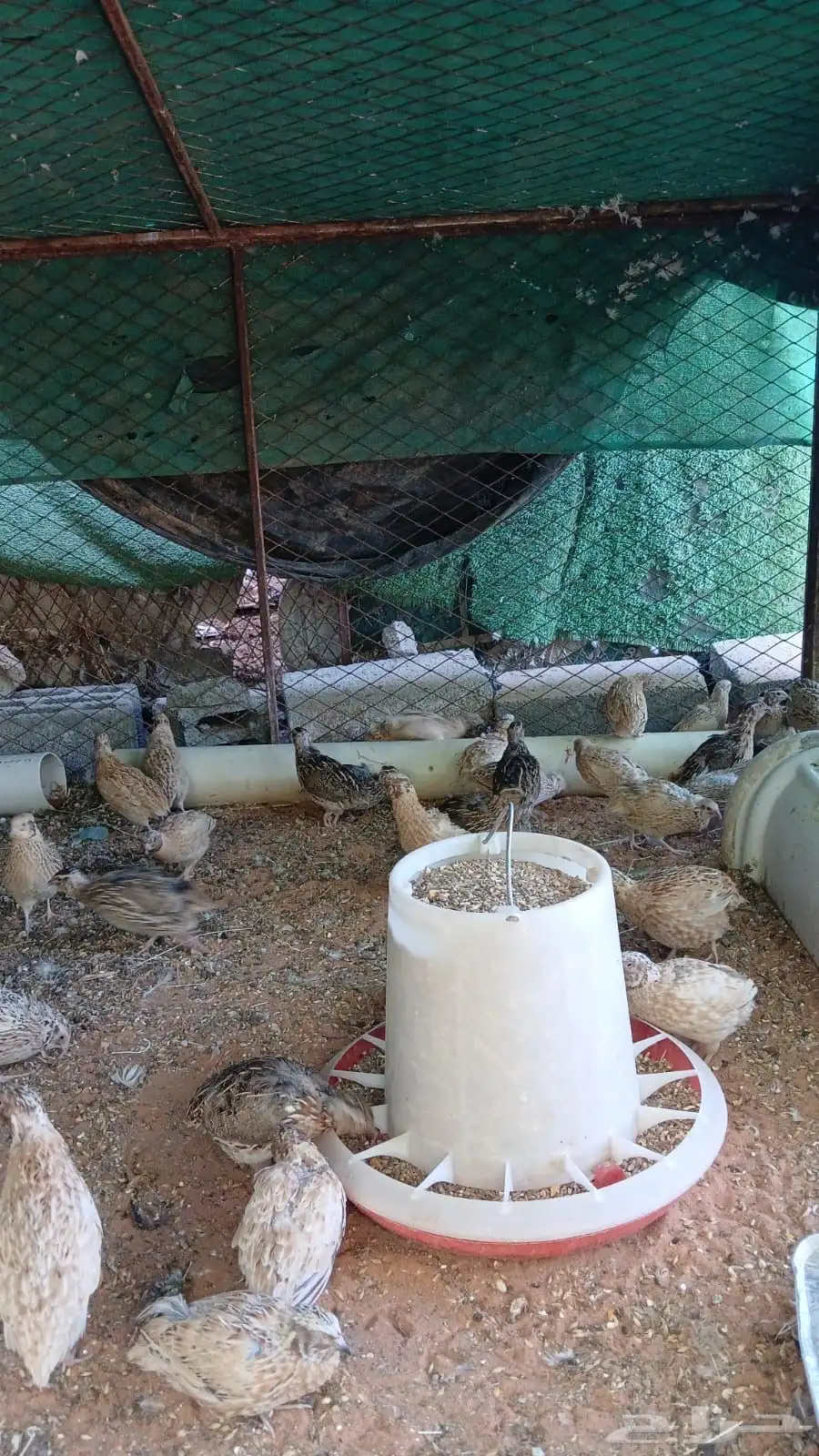 سمان للبيع 2