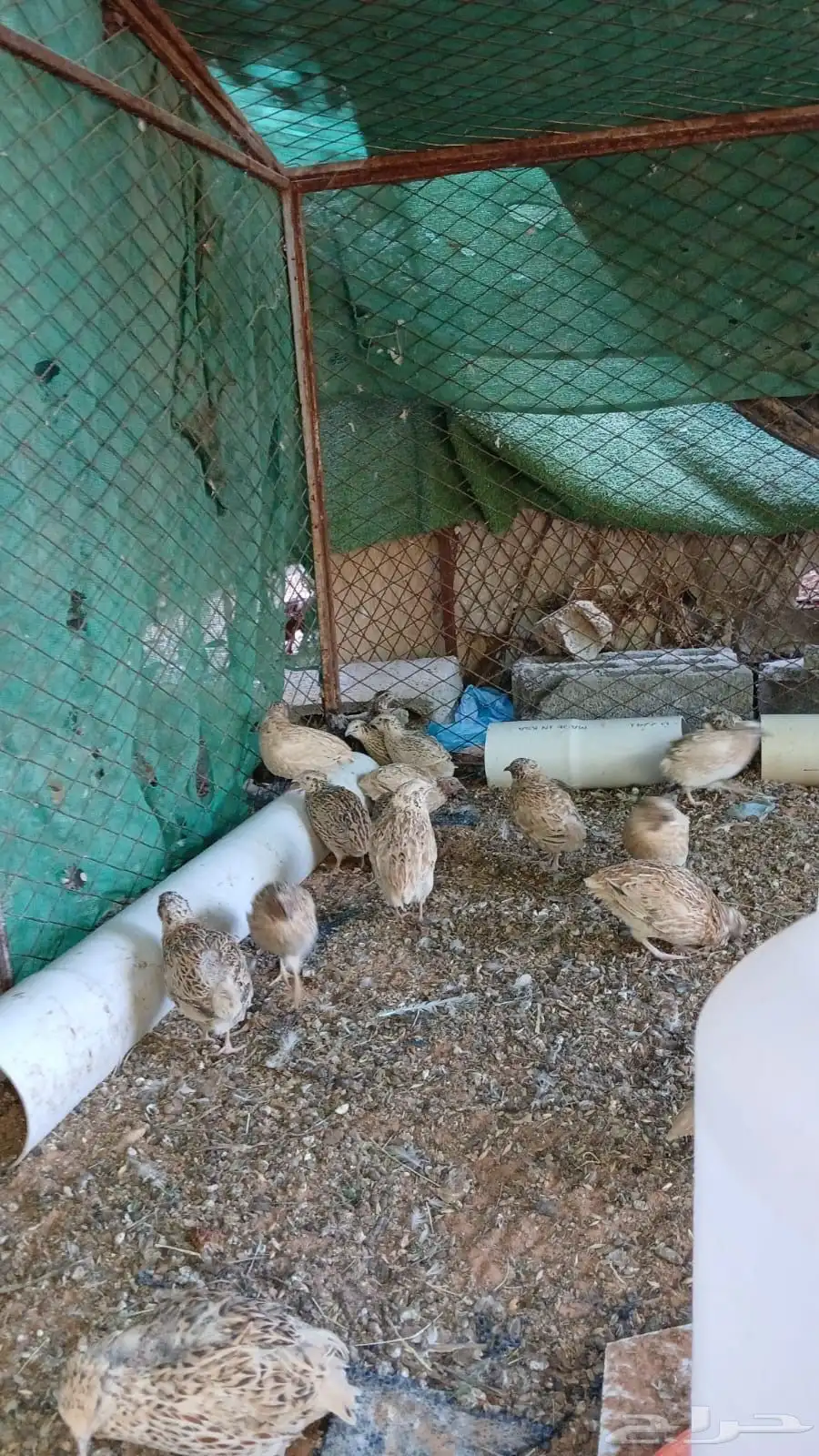 سمان للبيع 1
