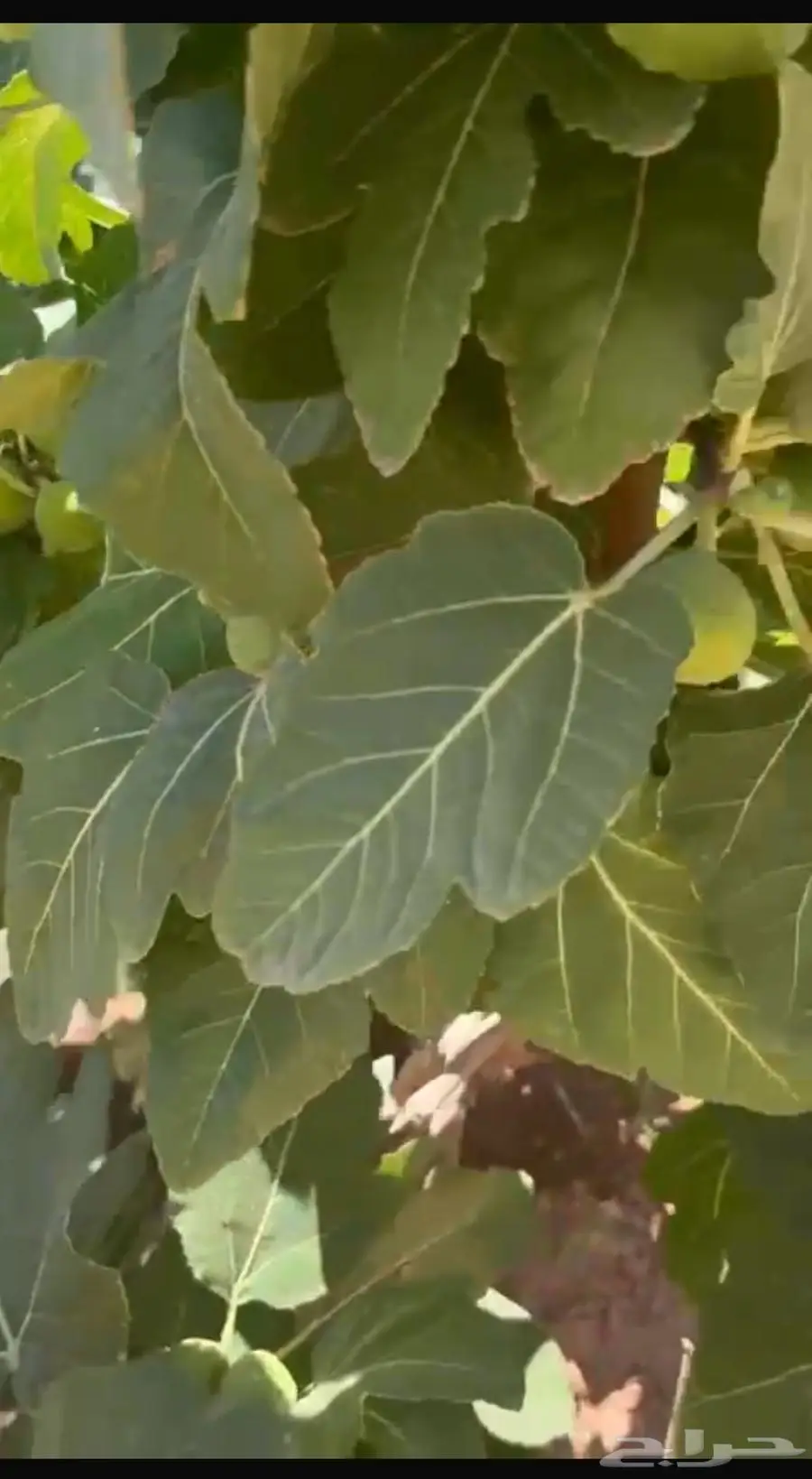 بالقاعد انتاج مزرعه تين وعنب وبرتقال للبيع 2