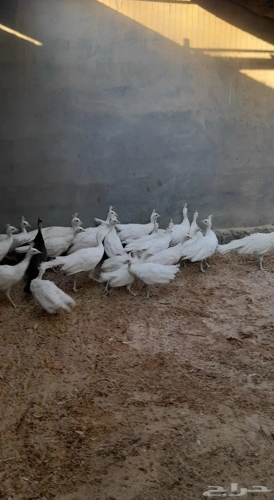 فروخ طاووس ابيض 0