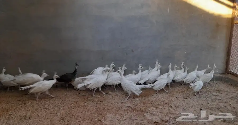 فروخ طاووس ابيض 1