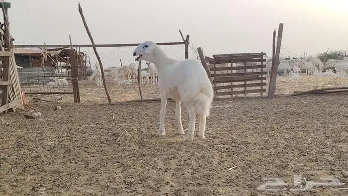 مشروع فاااخر تم البيع 2