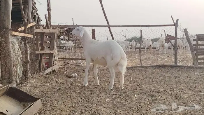 مشروع فاااخر تم البيع 1
