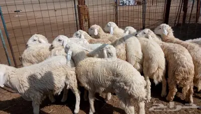 ذبائح مع التوصيل الاعلى تقييم وجوده في الموقع 15