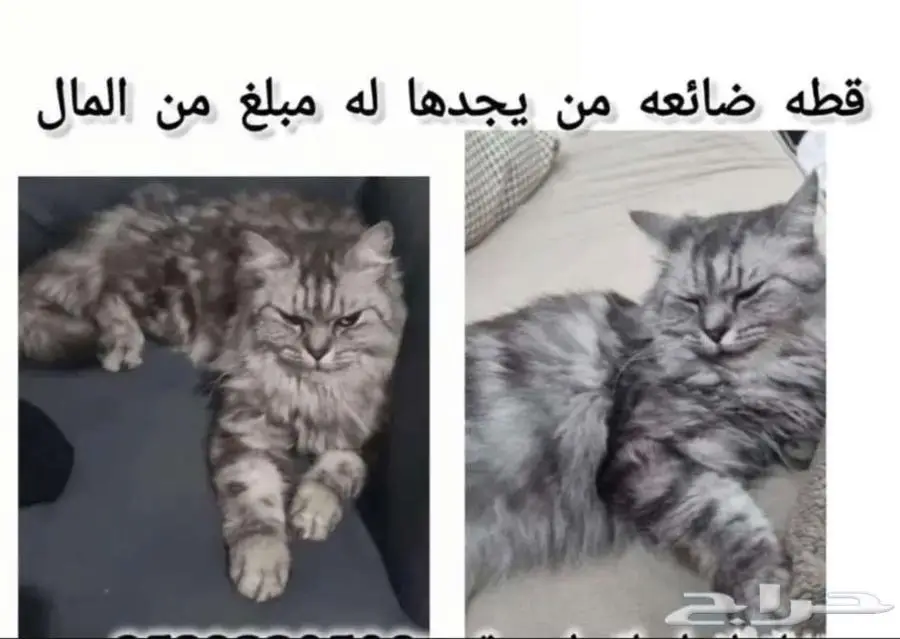 قط ضائع 0