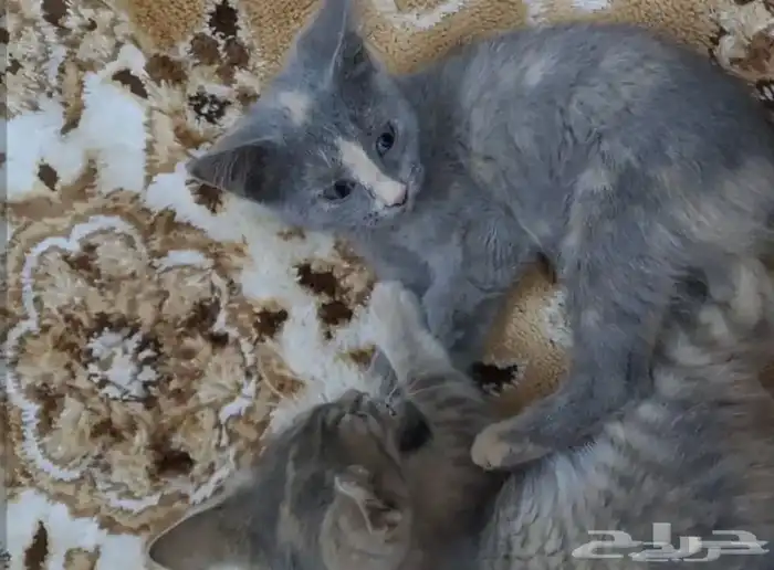 خمس قطط كبيره و صغيره للتبني العاجل 9