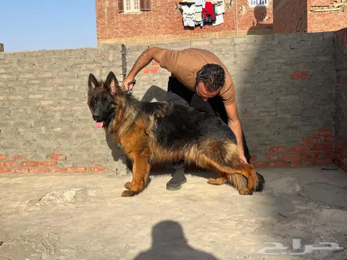 بلانكو ذكر ع مره سنه 0
