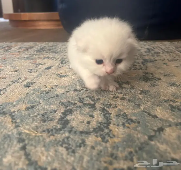 قطط شيرازي على سكوتش 0